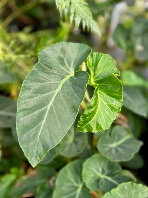 Begonia species